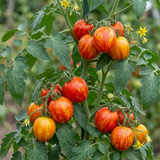 Tomato Ricola Fire & Lightning from Cedar Nursery, Cobham