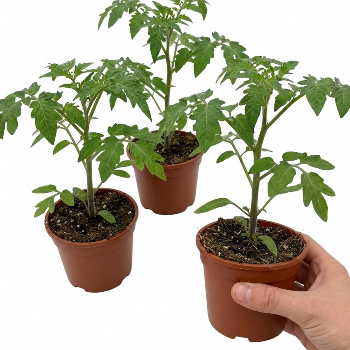 Tomato Ricola Fire & Lightning from Cedar Nursery, Cobham
