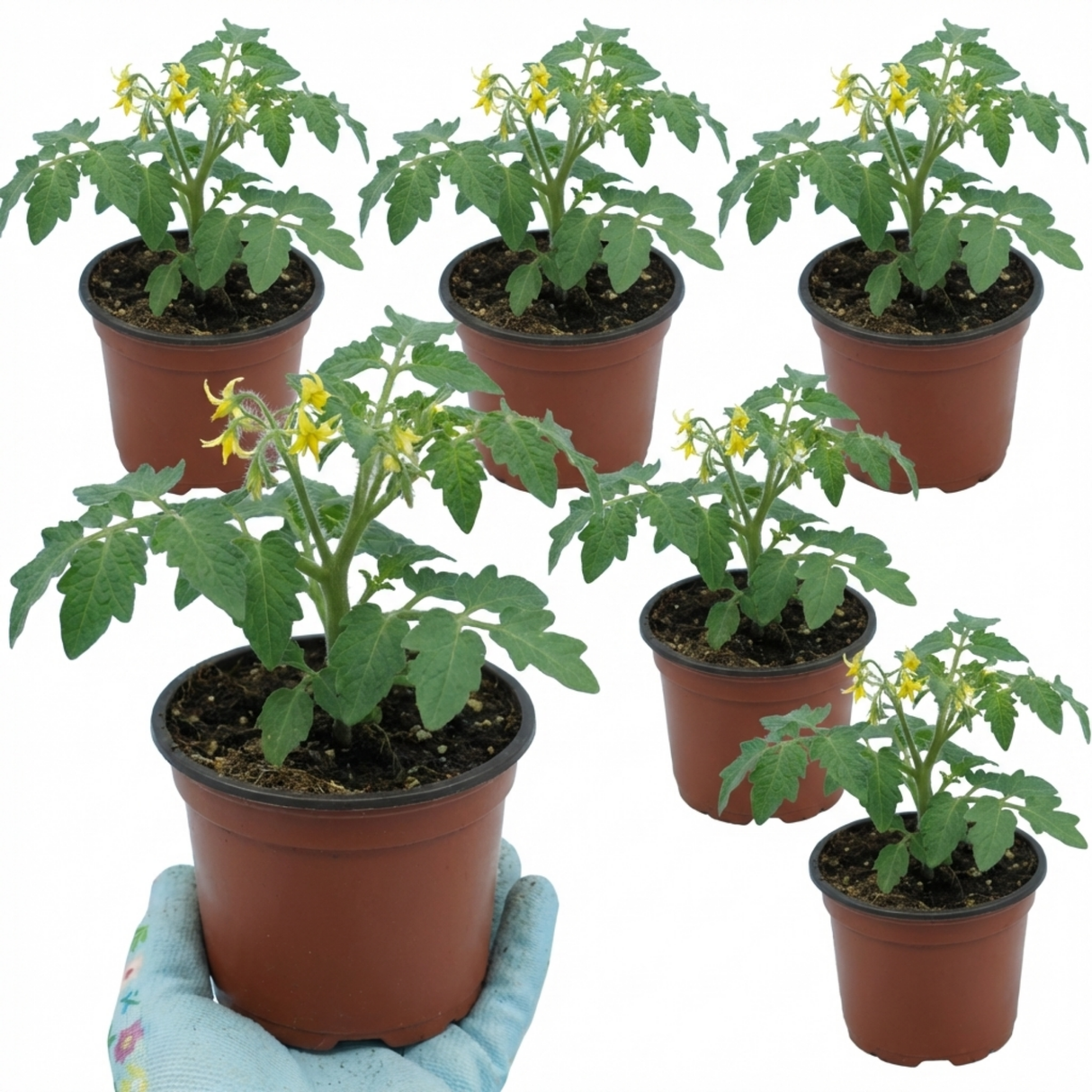 Tomato Ricola Fire & Lightning from Cedar Nursery, Cobham