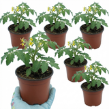 Tomato Ricola Fire & Lightning from Cedar Nursery, Cobham