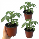 Tomato Rose Crush from Cedar Nursery, Cobham