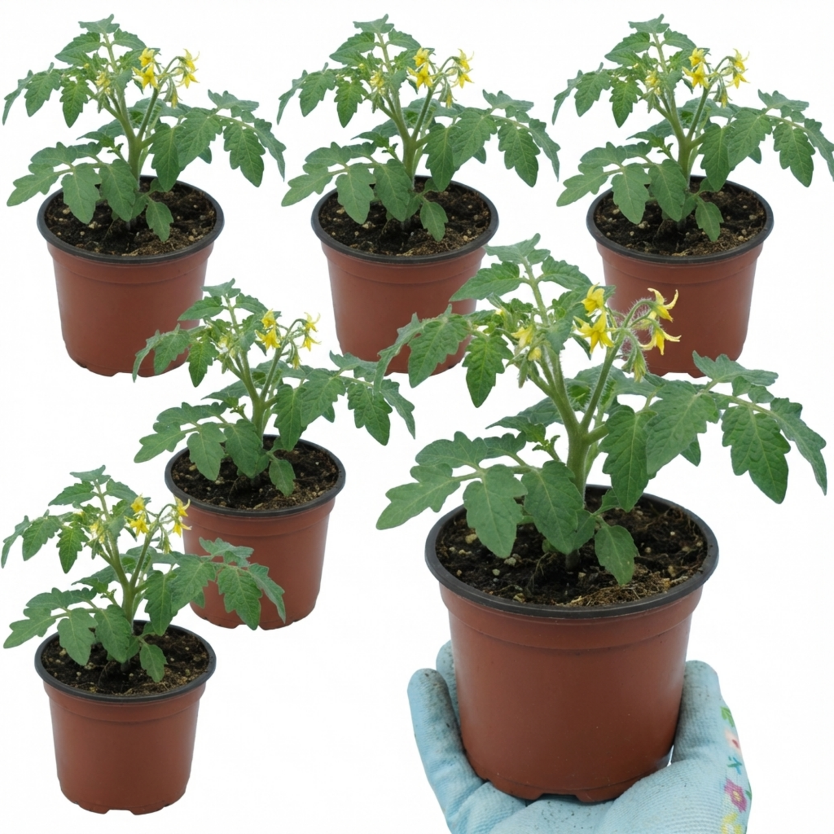 Tomato Rose Crush from Cedar Nursery, Cobham