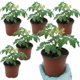 Tomato Rose Crush from Cedar Nursery, Cobham