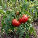 Tomato Supersteak from Cedar Nursery, Cobham