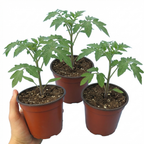 Tomato Sweet Million from Cedar Nursery, Cobham