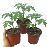 Tomato Sweet Million from Cedar Nursery, Cobham