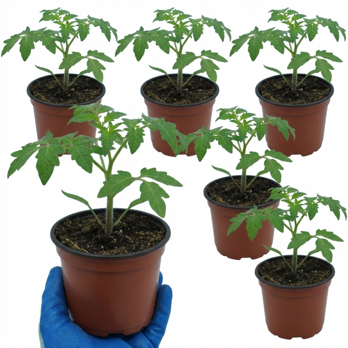 Tomato Sweet Million from Cedar Nursery, Cobham
