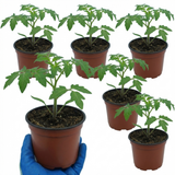 Tomato Sweet Million from Cedar Nursery, Cobham