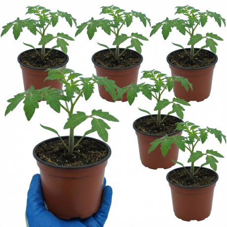 Tomato Sweet Million from Cedar Nursery, Cobham