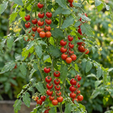 Tomato Tumbling Tom from Cedar Nursery, Cobham