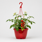 Tomato 'Tumbling Tom'