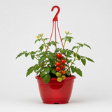 Tomato 'Tumbling Tom'