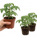 Tomato Veranda Red from Cedar Nursery, Cobham