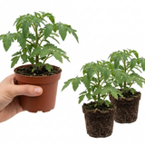 Tomato Veranda Red from Cedar Nursery, Cobham