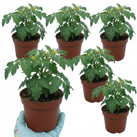 Tomato Veranda Red from Cedar Nursery, Cobham