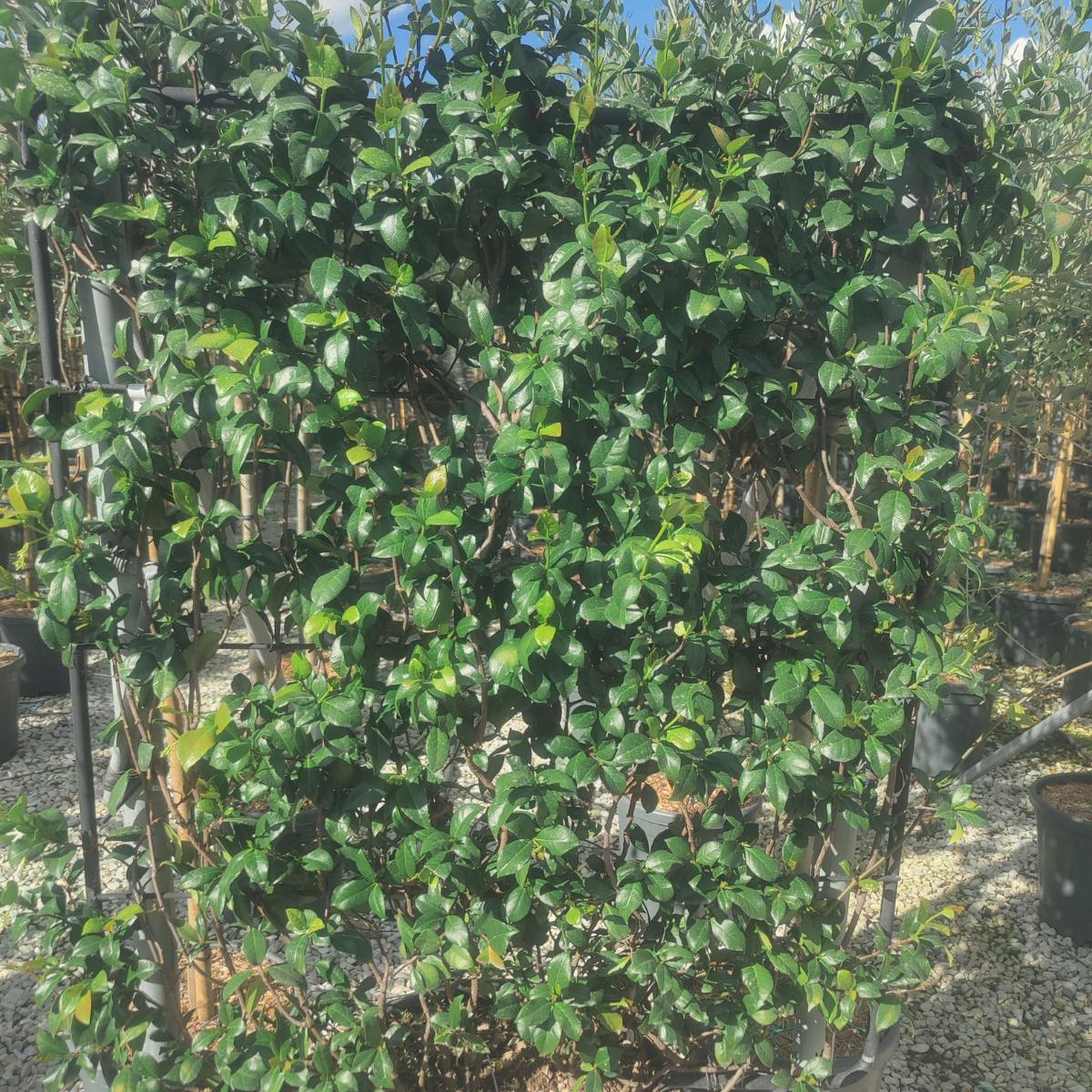 Trachelospermum jasminoides