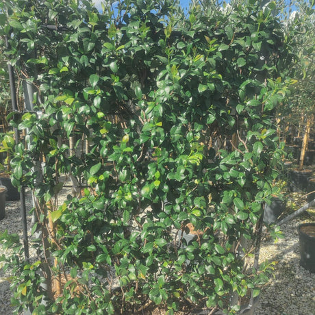 Trachelospermum jasminoides