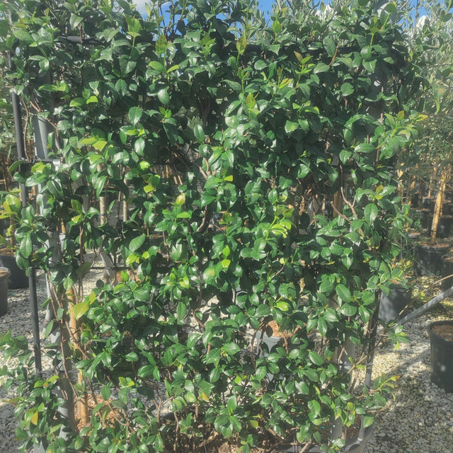 Trachelospermum jasminoides