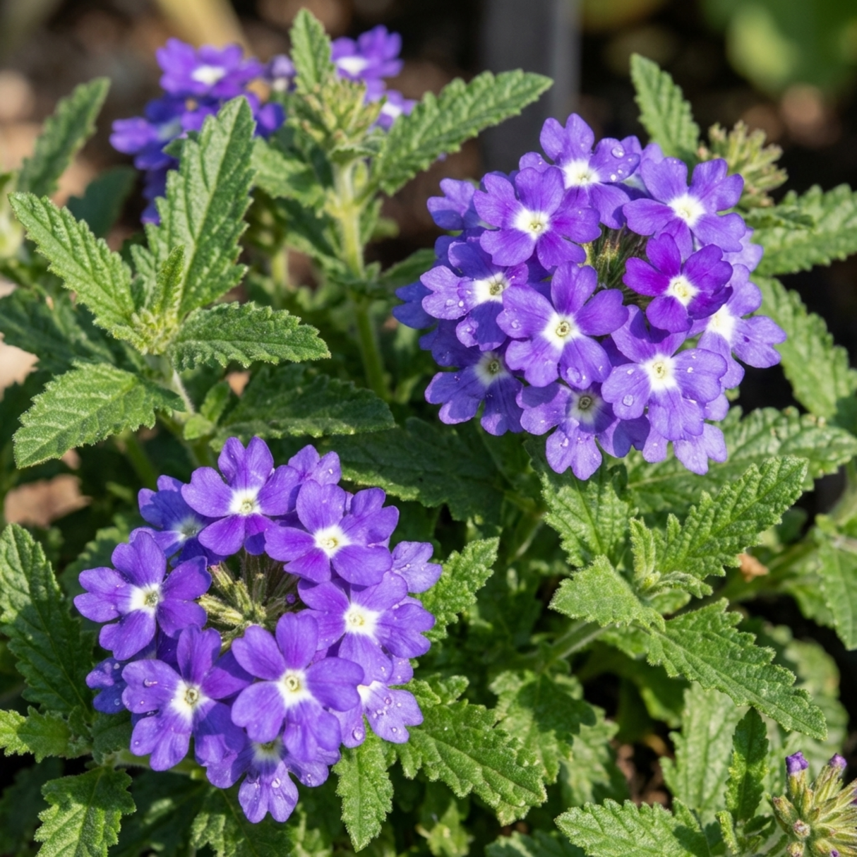 Verbena 'Magelana Blue Eye' (trailing) from Cedar Nursery, Cobham