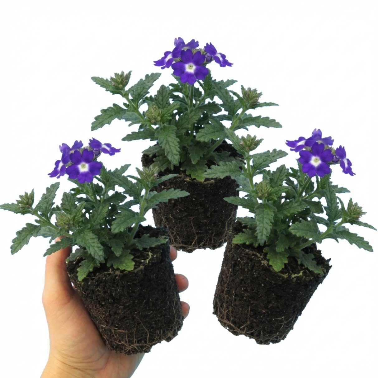 Verbena 'Magelana Blue Eye' (trailing) from Cedar Nursery, Cobham