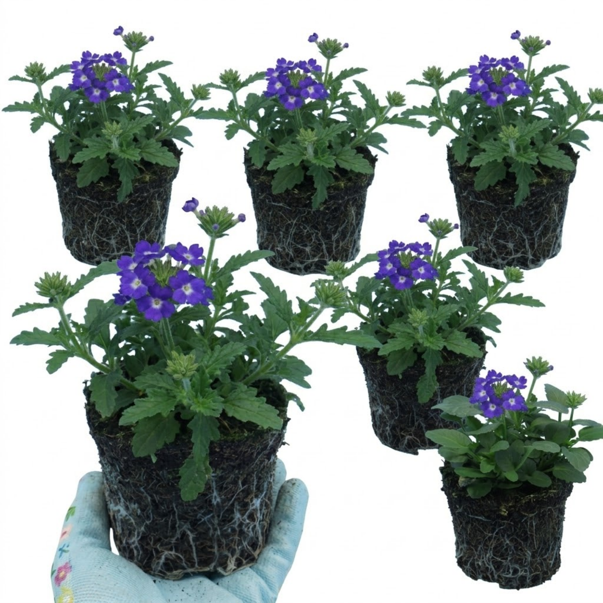Verbena 'Magelana Blue Eye' (trailing) from Cedar Nursery, Cobham