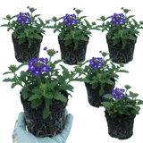 Verbena 'Magelana Blue Eye' (trailing) from Cedar Nursery, Cobham