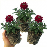 Verbena 'Magelana Deep Red' (trailing) from Cedar Nursery, Cobham