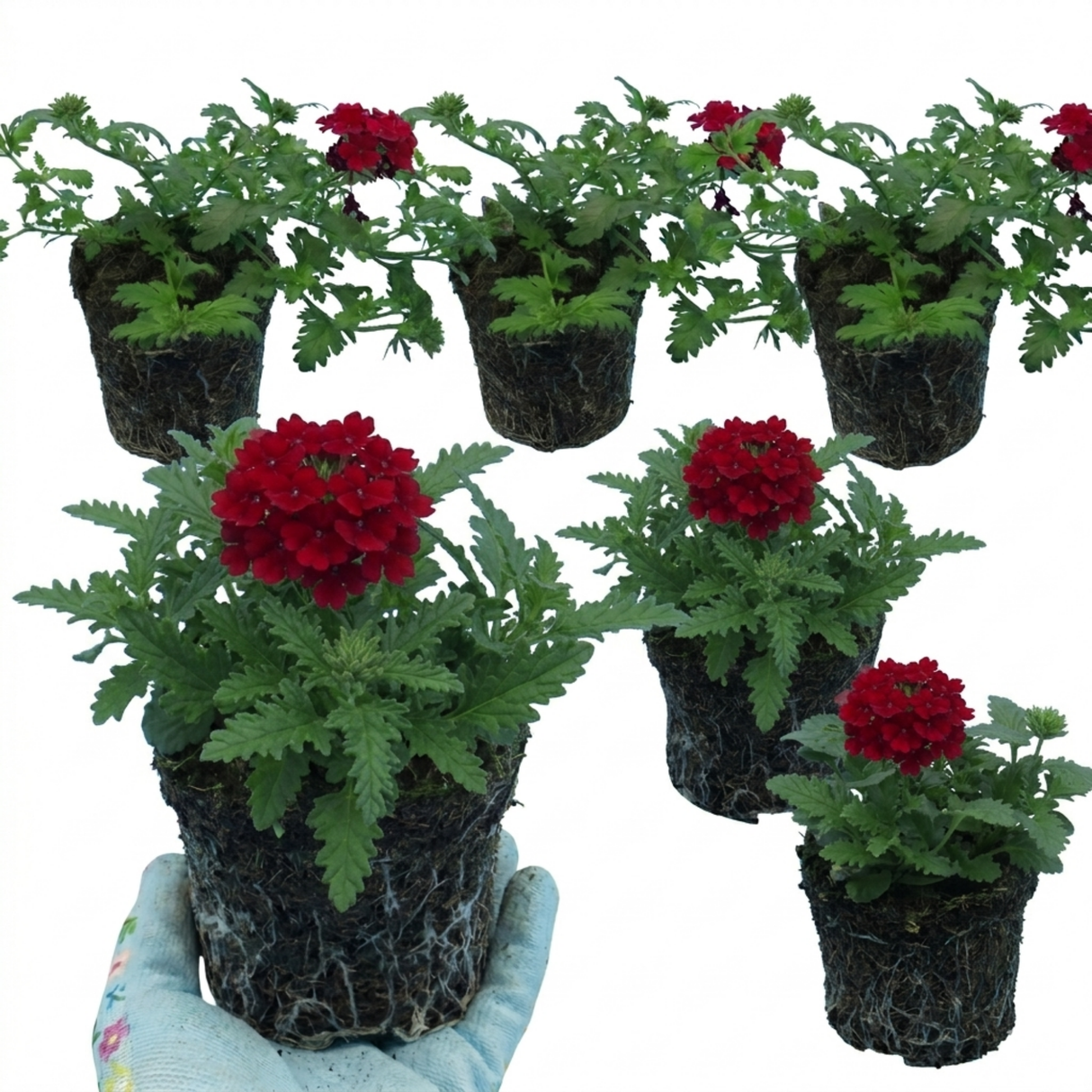 Verbena 'Magelana Deep Red' (trailing) from Cedar Nursery, Cobham