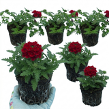 Verbena 'Magelana Deep Red' (trailing) from Cedar Nursery, Cobham