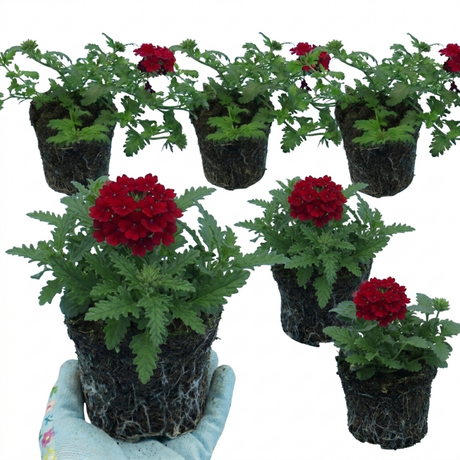 Verbena 'Magelana Deep Red' (trailing) from Cedar Nursery, Cobham