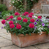 Verbena 'Magelana Hot Rose' (trailing) from Cedar Nursery, Cobham