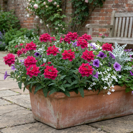 Verbena 'Magelana Hot Rose' (trailing) from Cedar Nursery, Cobham