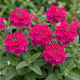 Verbena 'Magelana Hot Rose' (trailing) from Cedar Nursery, Cobham