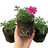 Verbena 'Magelana Hot Rose' (trailing) from Cedar Nursery, Cobham
