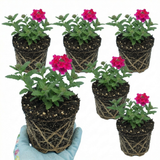 Verbena 'Magelana Hot Rose' (trailing) from Cedar Nursery, Cobham
