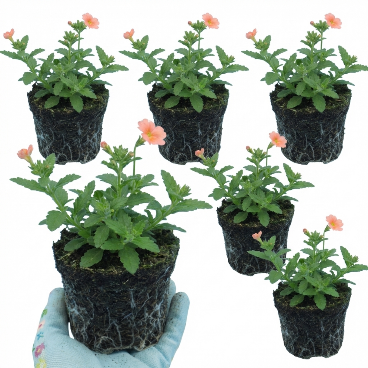 Verbena 'Magelana Peach' (trailing) from Cedar Nursery, Cobham