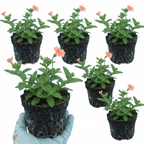 Verbena 'Magelana Peach' (trailing) from Cedar Nursery, Cobham