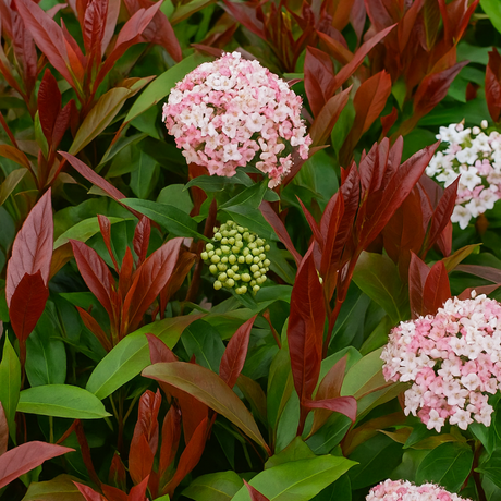Viburnum bodnantense Lisarose 3L at Cedar Nursery Surrey