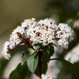 Viburnum tinus 3L at Cedar Nursery Surrey