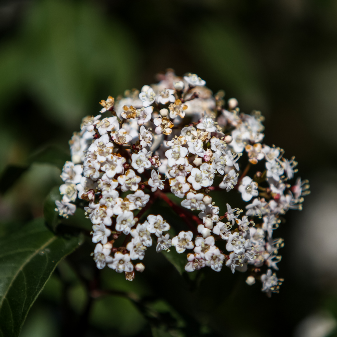 Viburnum tinus 3L at Cedar Nursery Surrey