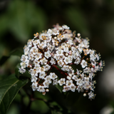 Viburnum tinus 3L at Cedar Nursery Surrey