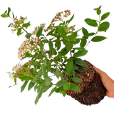 Viburnum tinus 3L at Cedar Nursery Surrey
