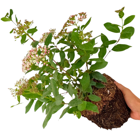 Viburnum tinus 3L at Cedar Nursery Surrey