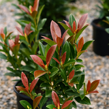 Viburnum tinus Coppertop 3L at Cedar Nursery Surrey