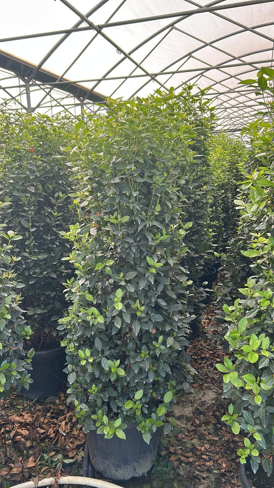 Viburnum tinus 'Eve Price'
