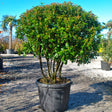 Viburnum Tinus Eve Price Parachute