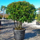 Viburnum Tinus Eve Price Parachute