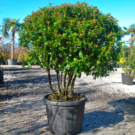 Viburnum Tinus Eve Price Parachute
