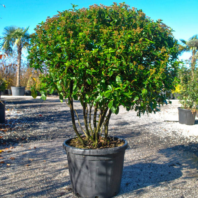 Viburnum Tinus Eve Price Parachute