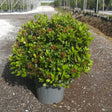 Viburnum tinus 'Eve Price' Sphere - available from Cedar Nursery, Surrey